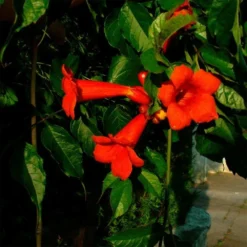 Bignone 'atropurpurea' Campsis Radicans 3l