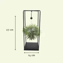 Tillandsia Et Son Support En Cube - H35cm, ø20cm - Plante D'intérieur Tombante -Jardalis Soldes Magasin 07dcd3d6b0c49e5f
