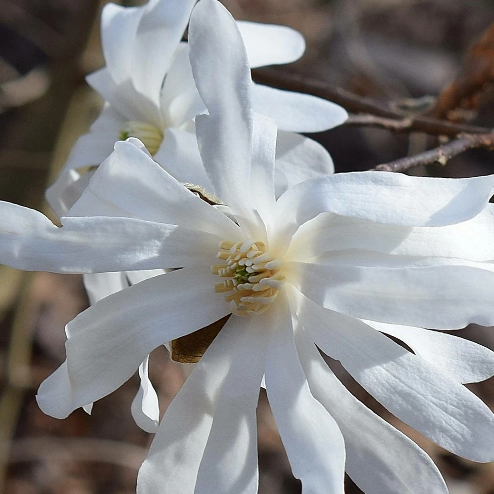 Magnolia étoilé Stellata/pot De 4l - 40/60 Cm 3 Magnolia étoilé Stellata/pot De 4l - 40/60 Cm – Image 3