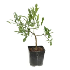 Combava AB 'Citrus Hystrix' Pot 3L -Jardalis Soldes Magasin 1022437 004