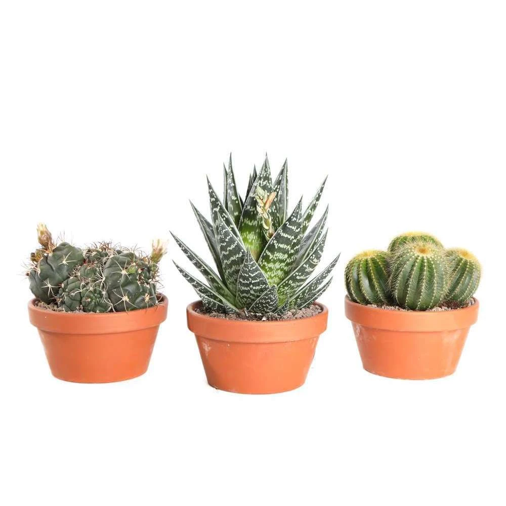 Cactus Et Succulente Mix : Pot D.17cm - H.20cm 2 Cactus Et Succulente Mix : Pot D.17cm - H.20cm – Image 2