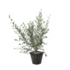 Olivier, Olea Europeae : Pot 4L