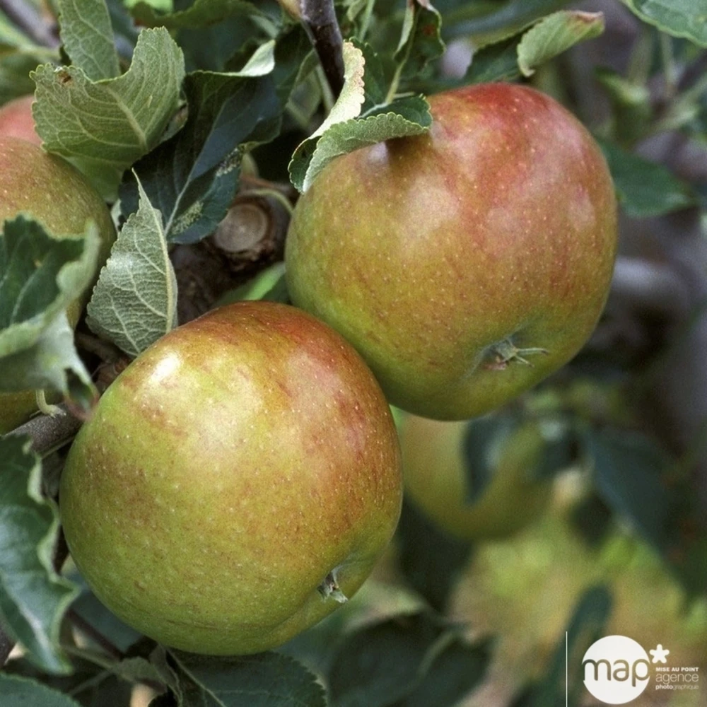 Pommier 'Cox Orange':gobelet 2 Ans Pot 7.5L 1 Pommier 'Cox Orange':gobelet 2 Ans Pot 7.5L