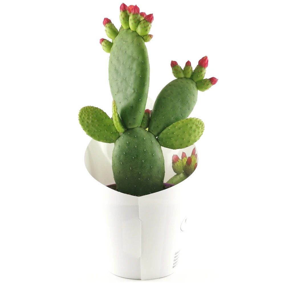 Opuntia Inamoena (ou Tacinga Inamoena) - Pot D14cm 1 Opuntia Inamoena (ou Tacinga Inamoena) - Pot D14cm
