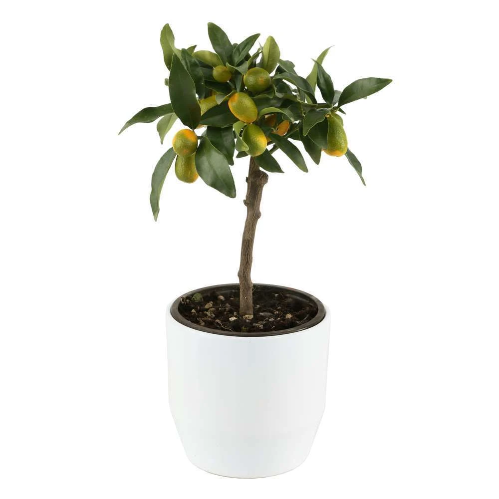 Kumquat Sur 1/4 Tige : Pot 2L 4 Kumquat Sur 1/4 Tige : Pot 2L – Image 4