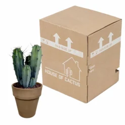 Myrtillocactus - H40cm, ø17cm - Plante D'intérieur Facile D'entretien -Jardalis Soldes Magasin 119cfd77764afc00