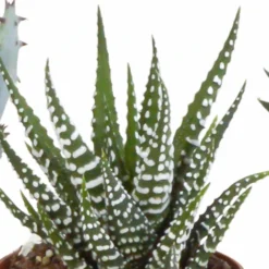 Gasteria, Haworthia Et Leurs Caches-pots, Box De 5 Plantes - H11cm, ø6,5cm - Plantes D'intérieur 9 Gasteria, Haworthia Et Leurs Caches-pots, Box De 5 Plantes - H11cm, ø6,5cm - Plantes D'intérieur -Jardalis Soldes Magasin 15aaf867e861acbf
