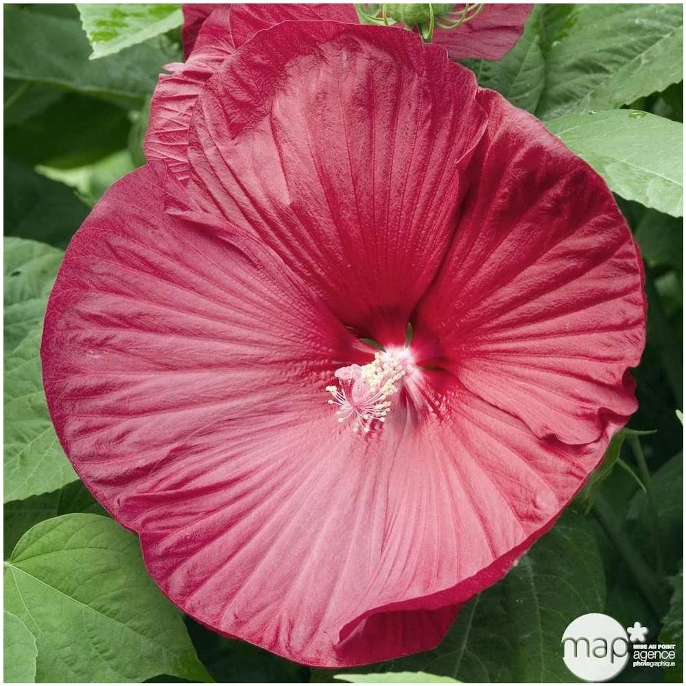 Hibiscus Moscheutos : Conteneur De 5 Litres 4 Hibiscus Moscheutos : Conteneur De 5 Litres – Image 4