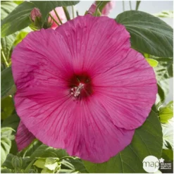 Hibiscus Moscheutos : Conteneur De 5 Litres 9 Hibiscus Moscheutos : Conteneur De 5 Litres -Jardalis Soldes Magasin 171264 002
