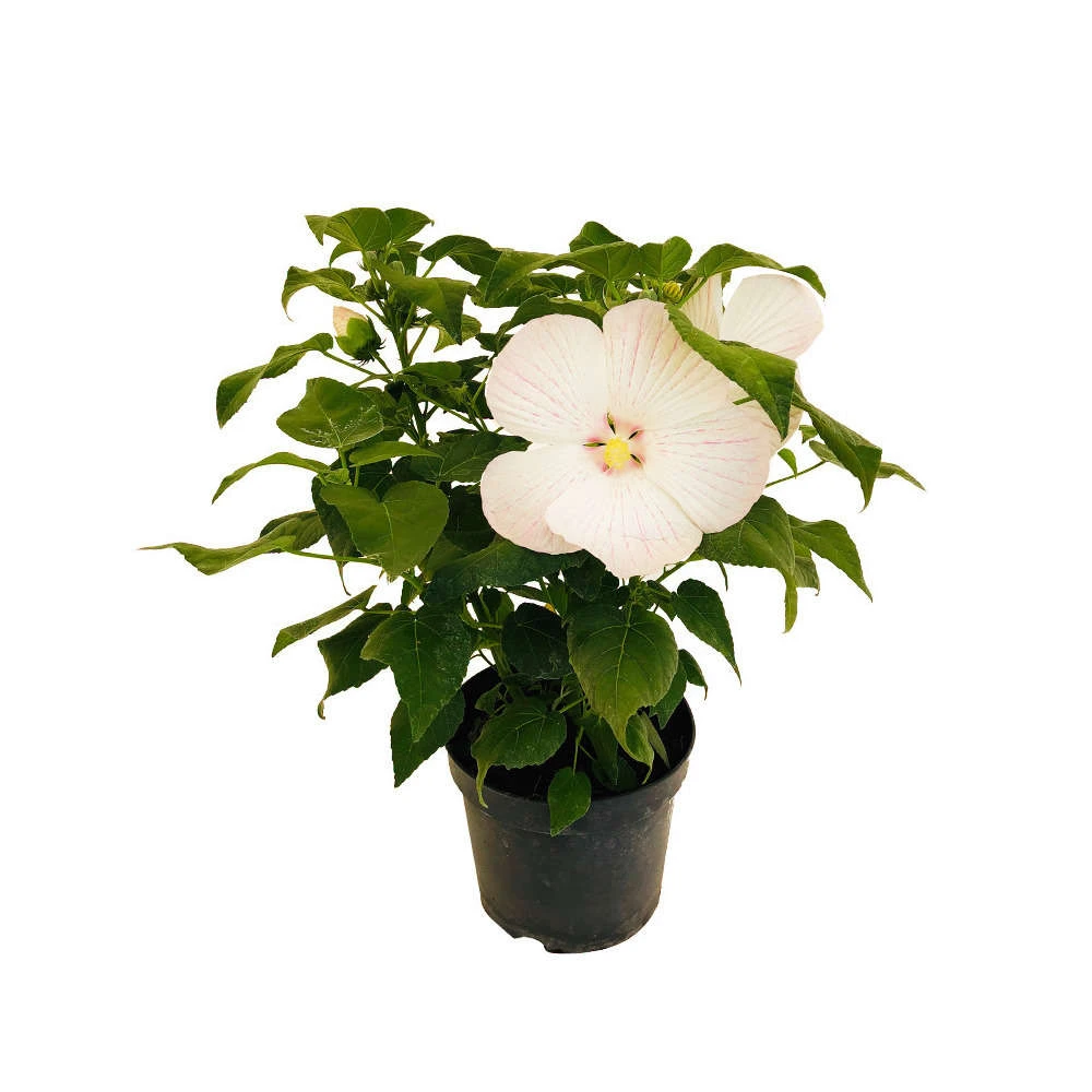Hibiscus Moscheutos : Conteneur De 5 Litres 2 Hibiscus Moscheutos : Conteneur De 5 Litres – Image 2