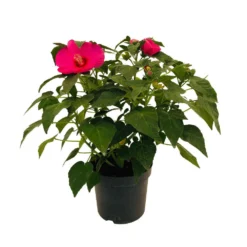 Hibiscus Moscheutos : Conteneur De 5 Litres 7 Hibiscus Moscheutos : Conteneur De 5 Litres -Jardalis Soldes Magasin 171264 006