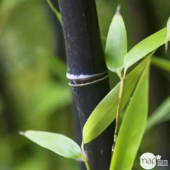 Bambou Moyen Phyllostachys Nigra: Pot De 70 Litres -Jardalis Soldes Magasin 171356 004