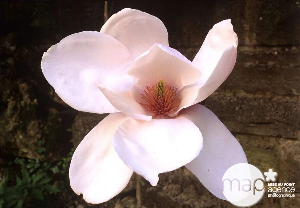 Primevères En Jardinière De 40cm Couleur - Coloris Variables 2 Primevères En Jardinière De 40cm Couleur - Coloris Variables – Image 2