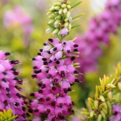 Bruyère D'hiver 'eva Gold' - 5l