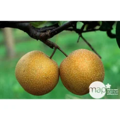 Nashi Hosui Bronze : Gobelet 3 Ans D'âge Ctr 12 Litres -Jardalis Soldes Magasin 228675 003