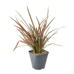 Phormium, Variétés Variables : Pot 4L 11 Phormium, Variétés Variables : Pot 4L -Jardalis Soldes Magasin 228928 003