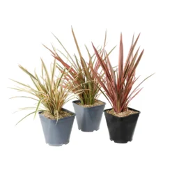 Phormium, Variétés Variables : Pot 4L 10 Phormium, Variétés Variables : Pot 4L -Jardalis Soldes Magasin 228928 1748536