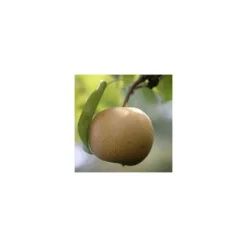 Nashi Nieiseiki : Gobelet Ctr 3 Ans D'âge -Jardalis Soldes Magasin 229605 001