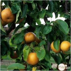 Nashi Nieiseiki : Gobelet Ctr 3 Ans D'âge -Jardalis Soldes Magasin 229605 003