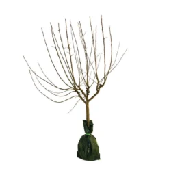 Pommier Belle De Magny : Gobelet 3 Ans D'âge Prêt à Planter