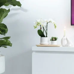 Haworthia Limifolia Et Son Cache-pot Blanc - H16cm, ø9cm - Plante D'intérieur -Jardalis Soldes Magasin 234d780d32d03d45