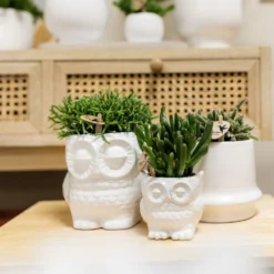 Haworthia Limifolia Et Son Cache-pot Blanc - H16cm, ø9cm - Plante D'intérieur -Jardalis Soldes Magasin 236755527d1c1a40