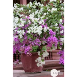 Bougainvillea : Pyramide D17cm