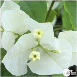 Bougainvillea : Pyramide D17cm -Jardalis Soldes Magasin 277986 004