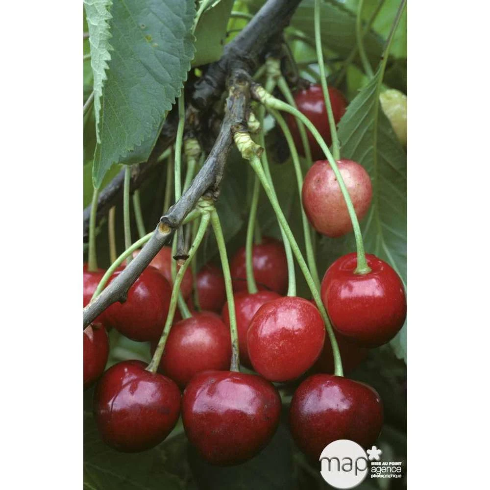 Cerisier Bigarreau Marmotte : Demi Tige Ctr 15 Litres 3 Cerisier Bigarreau Marmotte : Demi Tige Ctr 15 Litres – Image 3