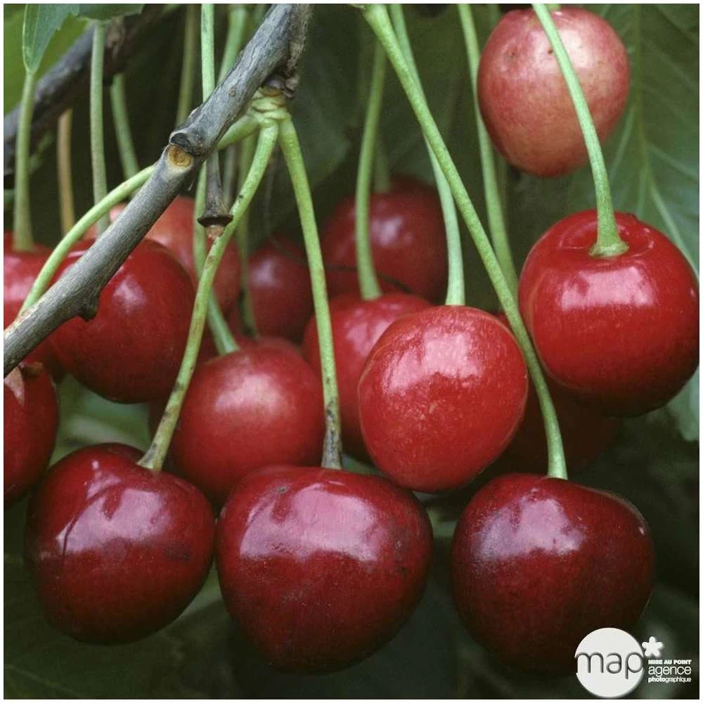 Cerisier Bigarreau Marmotte : Demi Tige Ctr 15 Litres 1 Cerisier Bigarreau Marmotte : Demi Tige Ctr 15 Litres