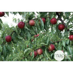 Nectarinier Nectarose : Demi Tige Ctr 15 Litres -Jardalis Soldes Magasin 29612 003