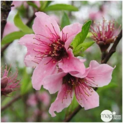 Nectarinier Nectarose : Demi Tige Ctr 15 Litres -Jardalis Soldes Magasin 29612 004