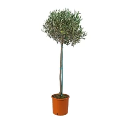 Olivier, Olea Europeae : H100 Cm Tige Pot D20cm -Jardalis Soldes Magasin 316246 001
