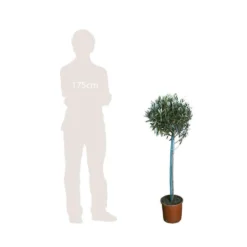 Olivier, Olea Europeae : H100 Cm Tige Pot D20cm -Jardalis Soldes Magasin 316246 002