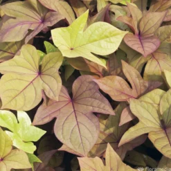 Ipomée : Plateau De 6 Plants En Godets Ø 8 Cm 11 Ipomée : Plateau De 6 Plants En Godets Ø 8 Cm -Jardalis Soldes Magasin 318186 008