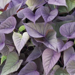 Ipomée : Plateau De 6 Plants En Godets Ø 8 Cm 9 Ipomée : Plateau De 6 Plants En Godets Ø 8 Cm -Jardalis Soldes Magasin 318186 010