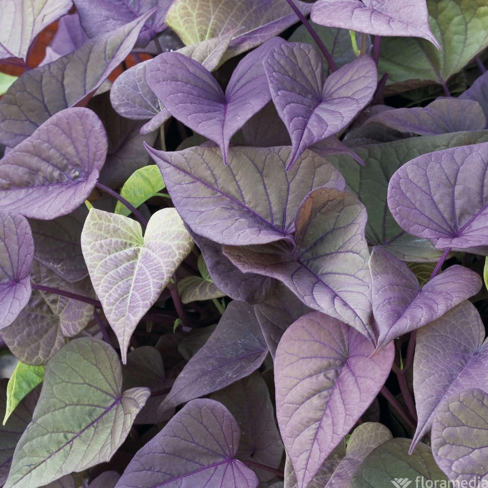 Ipomée : Plateau De 6 Plants En Godets Ø 8 Cm 3 Ipomée : Plateau De 6 Plants En Godets Ø 8 Cm – Image 3