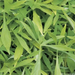 Ipomée : Plateau De 6 Plants En Godets Ø 8 Cm 10 Ipomée : Plateau De 6 Plants En Godets Ø 8 Cm -Jardalis Soldes Magasin 318186 011