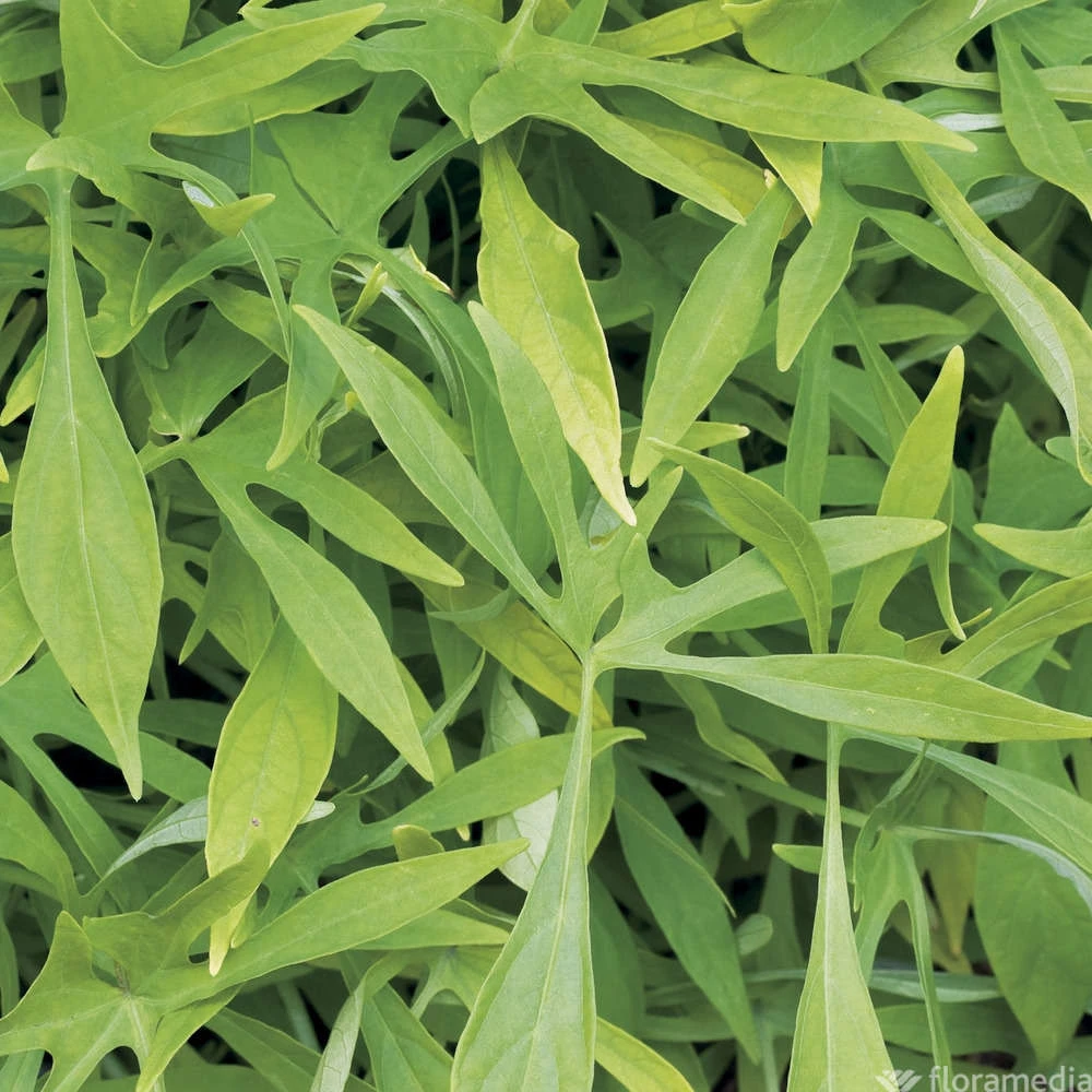 Ipomée : Plateau De 6 Plants En Godets Ø 8 Cm 4 Ipomée : Plateau De 6 Plants En Godets Ø 8 Cm – Image 4