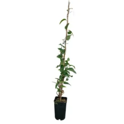 Hardenbergia Violacea - Hardenbergia Violacea 3l -Jardalis Soldes Magasin 32a35dfbf103dba4