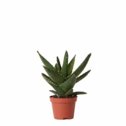 Aloe Brevifolia - H14cm, ø6cm - Plante D'intérieur Facile D'entretien