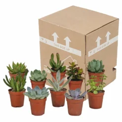 Succulentes, Box De 10 Plantes - H13cm, ø5,5cm - Plantes D'intérieur 7 Succulentes, Box De 10 Plantes - H13cm, ø5,5cm - Plantes D'intérieur -Jardalis Soldes Magasin 34c5cec915ff5cc9