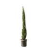 Cupressus Sempervirens Totem : Hauteur 150/175 Cm, Pot 18 L