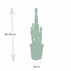 Euphorbia Acrurensis - H80cm, ø24cm - Grande Plante D'intérieur -Jardalis Soldes Magasin 374eeba9c2f25f69