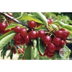 Cerisier Coeur De Pigeon : ½ Tige, 4-5 Ans, H 170-180 Cm -Jardalis Soldes Magasin 37589 002