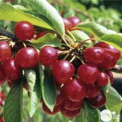 Cerisier Coeur De Pigeon : ½ Tige, 4-5 Ans, H 170-180 Cm -Jardalis Soldes Magasin 37589 003