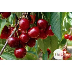 Cerisier Bigarreau Géant D'Hedelfingen 1/2 Tige 2ans âge Ctr 15L 5 Cerisier Bigarreau Géant D'Hedelfingen 1/2 Tige 2ans âge Ctr 15L -Jardalis Soldes Magasin 37597 002