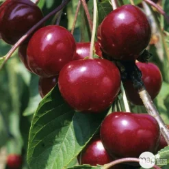 Cerisier Griotte Montmorency : ½ Tige, 4-5 Ans, H 170-180 Cm -Jardalis Soldes Magasin 37611 004