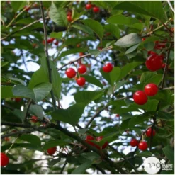 Cerisier Griotte Montmorency : ½ Tige, 4-5 Ans, H 170-180 Cm -Jardalis Soldes Magasin 37611 006