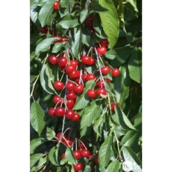 Cerisier Griotte Montmorency : ½ Tige, 4-5 Ans, H 170-180 Cm -Jardalis Soldes Magasin 37611 009